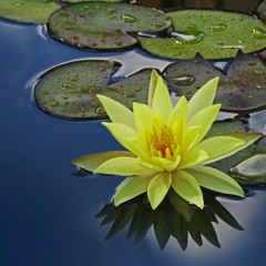 Guided Meditation For Enlivening & Shifting Your Energy