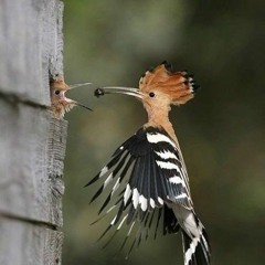 PonyBeak