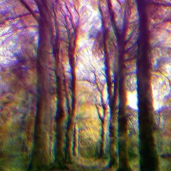 Welcome to the Forest