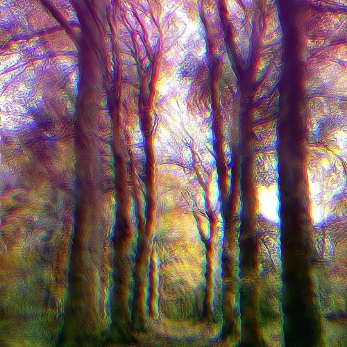 Welcome to the Forest