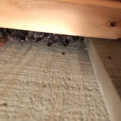 AAAC Wildlife Removal - Bat Removal Tulsa