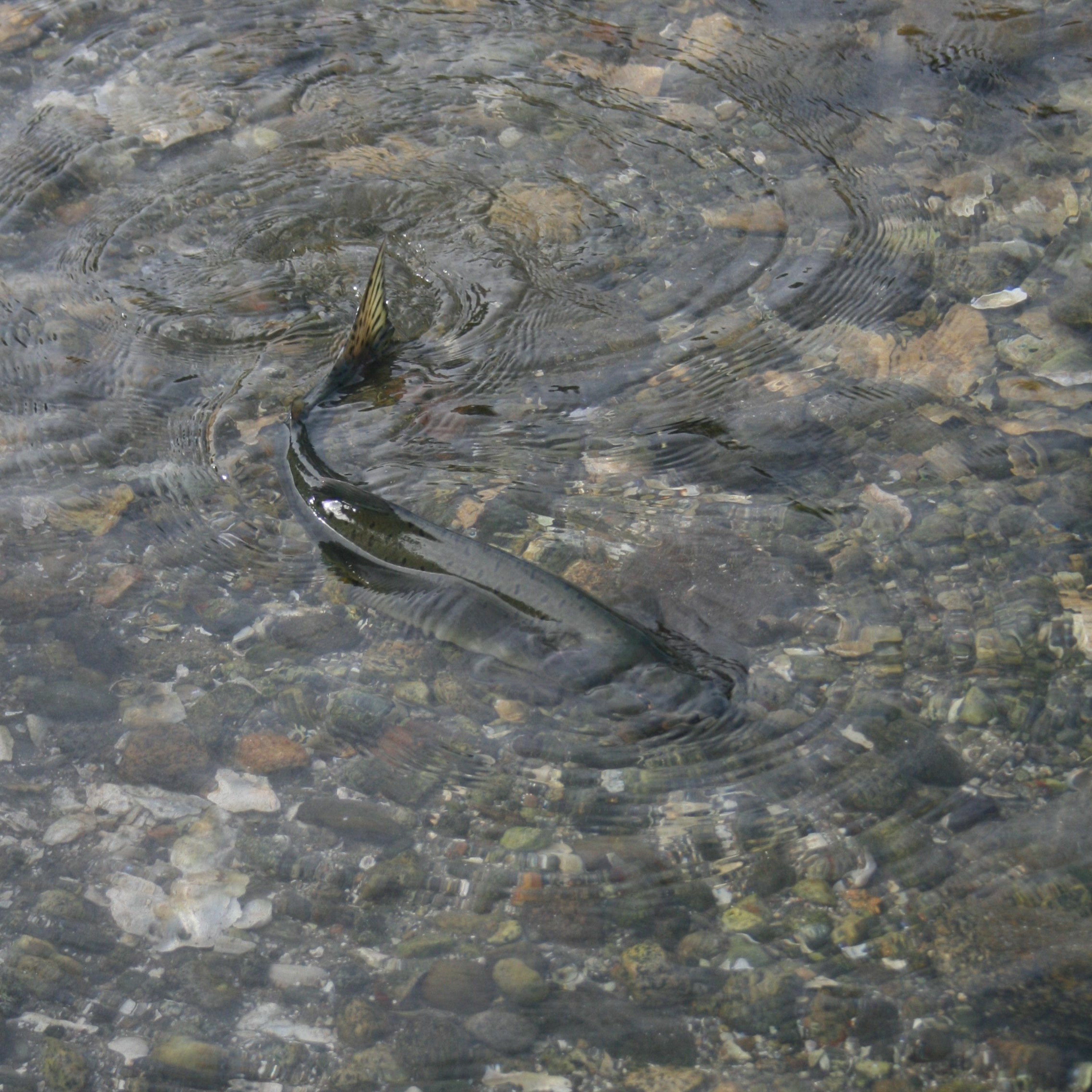 Cortes Currents