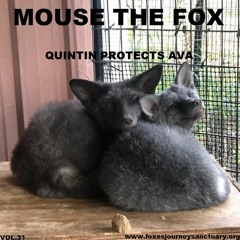 MOUSE THE FOX - QUINTIN PROTECTS AVA - VOL.31 - 12.09.2021