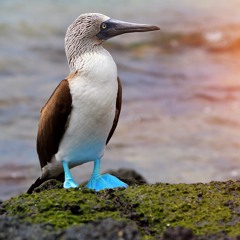 The Works (Prod. Yung Xilo)