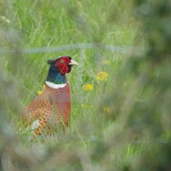 One for the Rhodes...