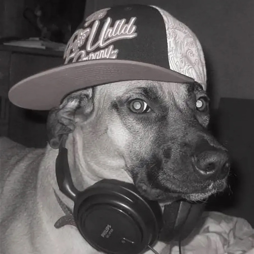 собака гангстер. животные рэперы. собака репер. рэперы и их собаки. крутые собаки.