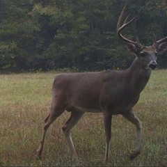 Deer in the Belly of the Snake