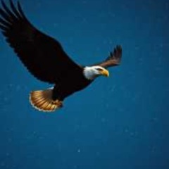 Eagle Eye Money