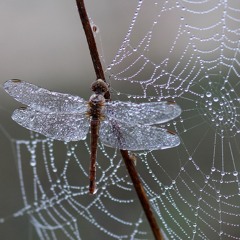 Droplets Of Life