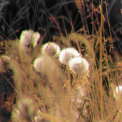 Quick walk at sunset. Soft light.