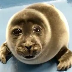 Kid Whatever - Baby Seal