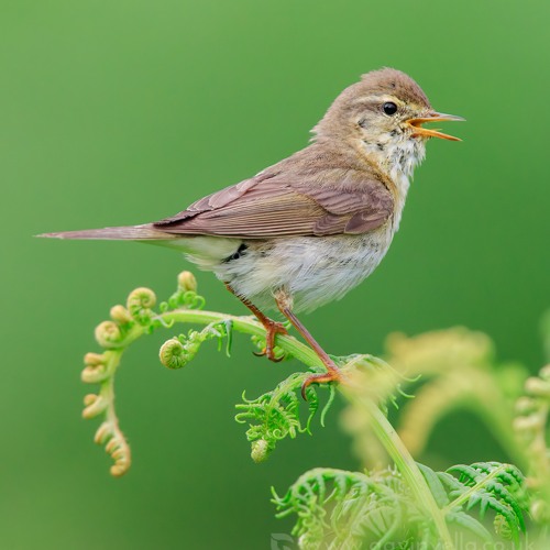 Willow Warbler - CCM 4 - MixPre - 7072 01