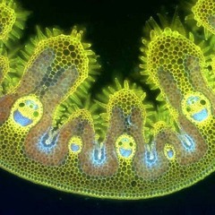 Biological
