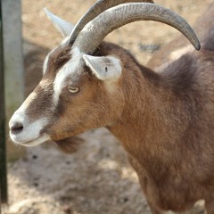 Morning Goat