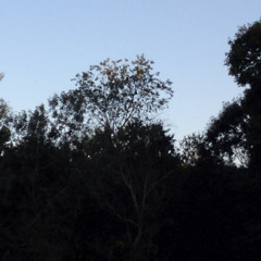 newer_roots (no-idea flip)