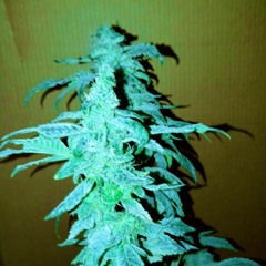 come over to the other side  by DJ Halfbaked .m4a