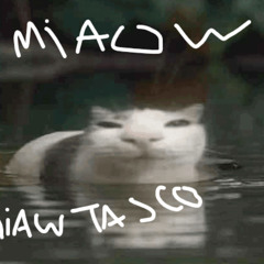 j'ai jamais miauler