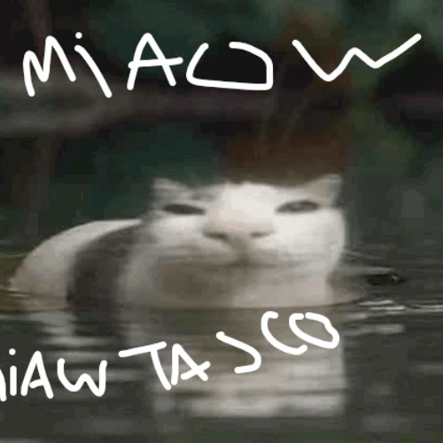 j'ai jamais miauler