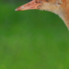 the ducks lyrics of play with ducks