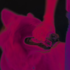 I don’t know why I bite - live