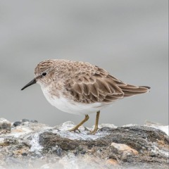 Lil Peep -- Life Is Beautiful (Public Education Club Remix)