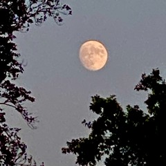 Moon Tree /She Was Chasing The Moon