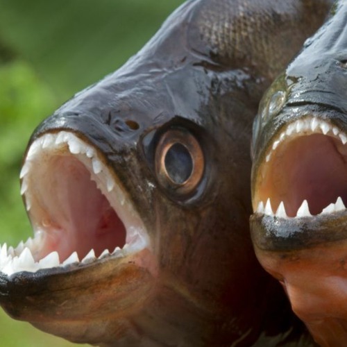 PIRANHA TEETH