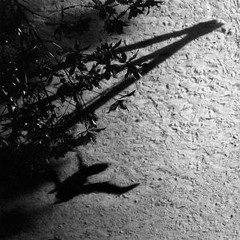 On the Nature of Daylight