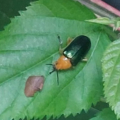 shaarksz - pesos na mochila