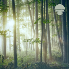 Black Forest (Loopable Rain)