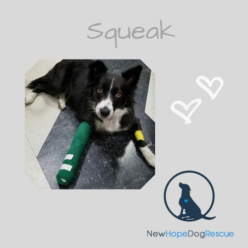 New Hope Dog Rescue of the month Squeak