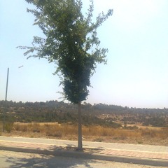 amnon massad