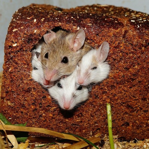 Geburtstagsgruß an Süßmaus <3