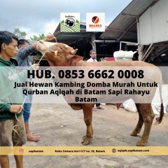 JUAL SAPI QURBAN BATAM, Hub. 0853 6662 0008, Jual Sapi Qurban di Batam Murah
