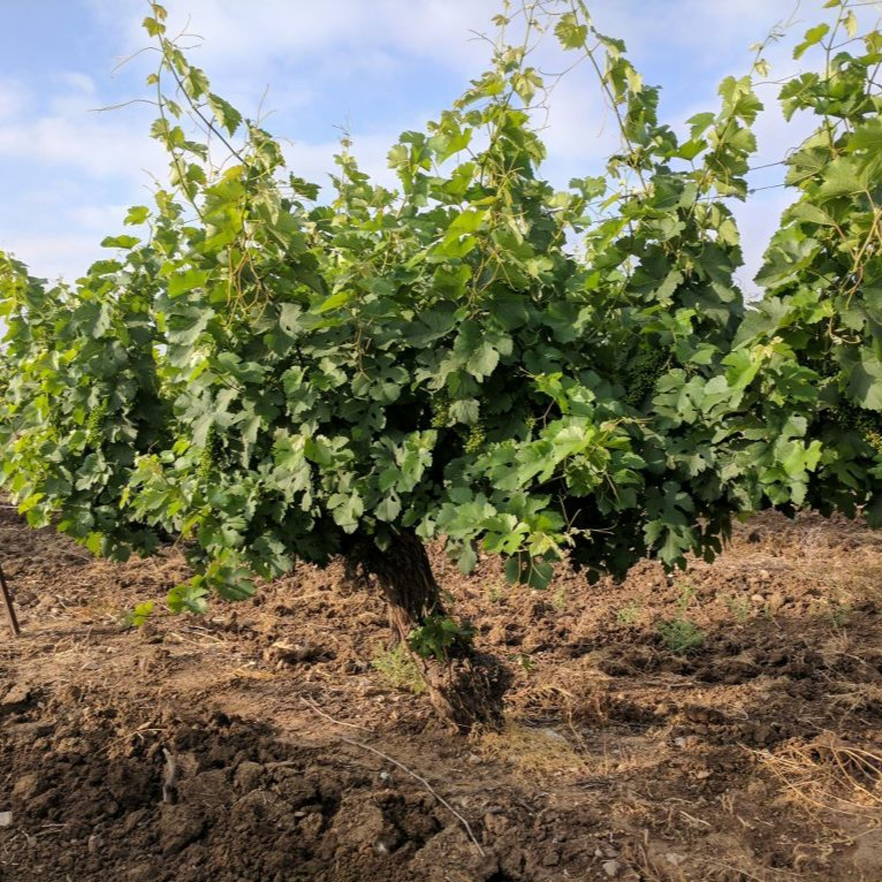 פרק 67 - על ענבים (מקומיים) אנדמיים בישראל ובעולם