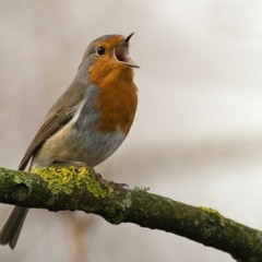 Dawn Chorus at OmVed Gardens