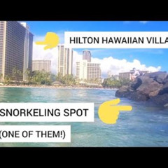 Best Snorkeling At Hilton Hawaiian Village Prices Reviews