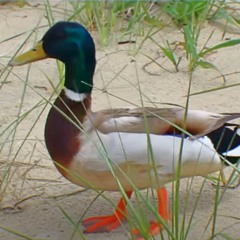 Duck on a Beach (Prod. by Marow)