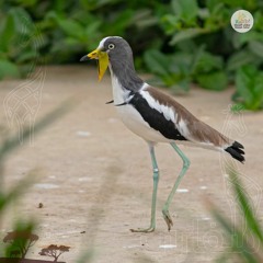 Episode 14 - Sharjah Safari Part 1 (28.3.24)