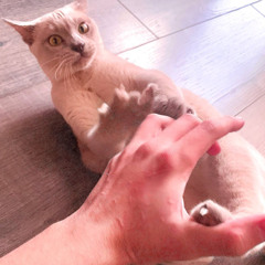 Дропсеты😽 (feat. 4ector)