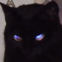 black catt+