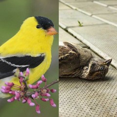 birds singing abt how they want me gone prod slur