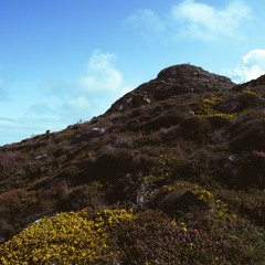 Where the gorse burns Gold