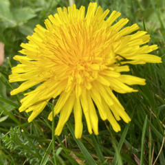 Mælkebøtte