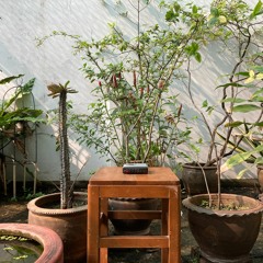 a garden (cassette)
