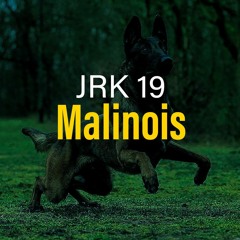JRK 19 - Malinois