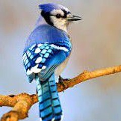 Bluejays