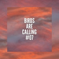 Maz @ Birds Are Calling #07