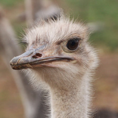 GARP Ostrich the minor