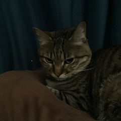 YOUTHFUL ANGER 【カバー】